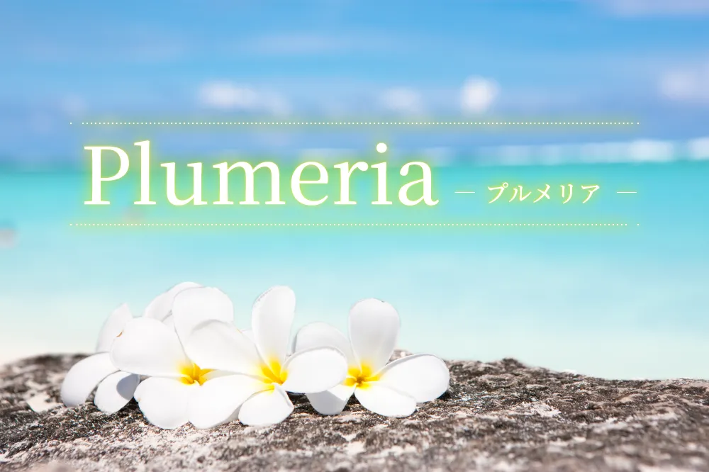 plumeria